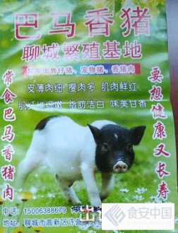 “名门贵族”巴马香猪